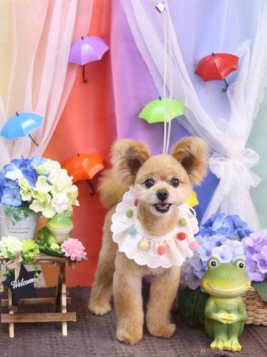 20230613クッキーくん